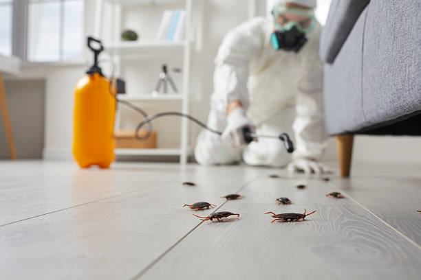 Commercial Kitchen Cockroach Control in Moodys